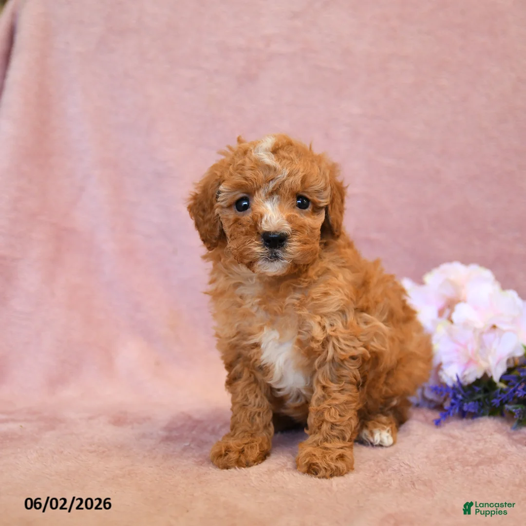 Cavapoo dogs for sale: Flora   - Ad 2