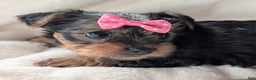 Yorkshire Terrier dogs for sale: Anna - Ad 6