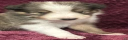 Shetland Sheepdog dogs for sale: Finn - Ad 6