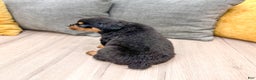 Rottweiler dogs for sale: Bear - Ad 5