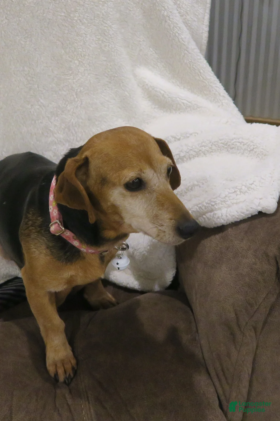 Mixed Breed dogs for sale: Mixed Breed dachshund - Ad 6