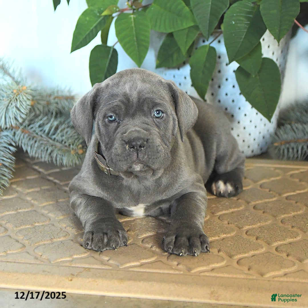 Cane Corso dogs for sale: Foxy - Ad 4