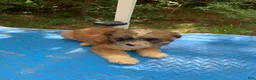 Shihpoo dogs for sale: Sweet baby girl  - Ad 12