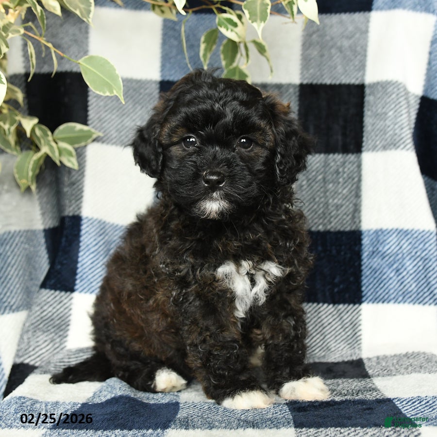 Mixed Breed dogs Willow - Ad 1