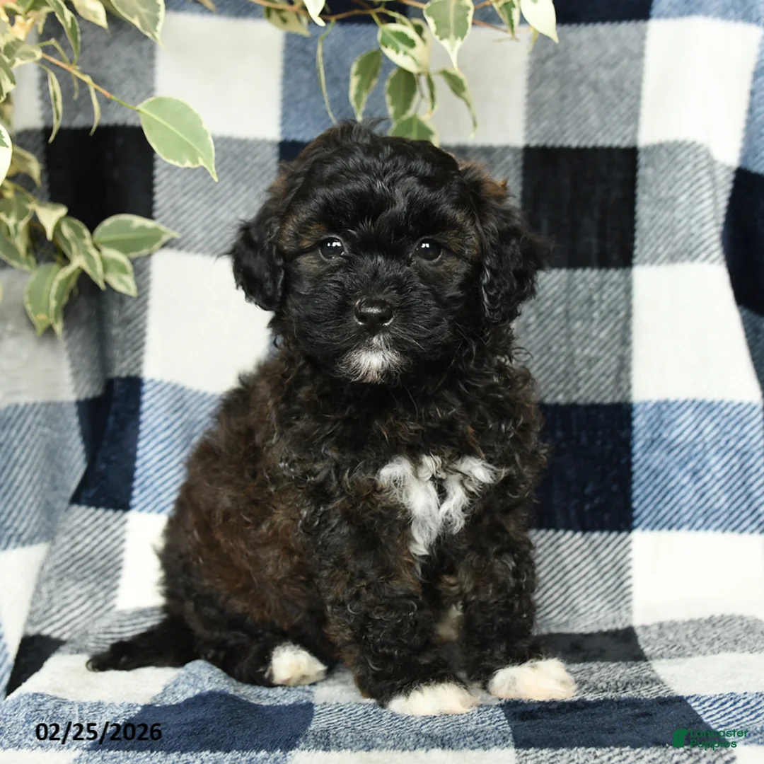 Mixed Breed dogs for sale: Willow - Ad 1