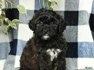 Mixed Breed dogs for sale: Willow - Ad 3