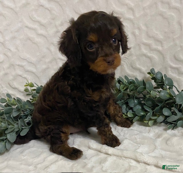 Cavapoo dogs for sale: Lucky - Ad 1