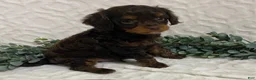Cavapoo dogs for sale: Lucky - Ad 1
