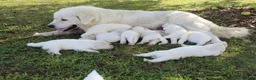 Great Pyrenees dogs for sale: Sage - Ad 2