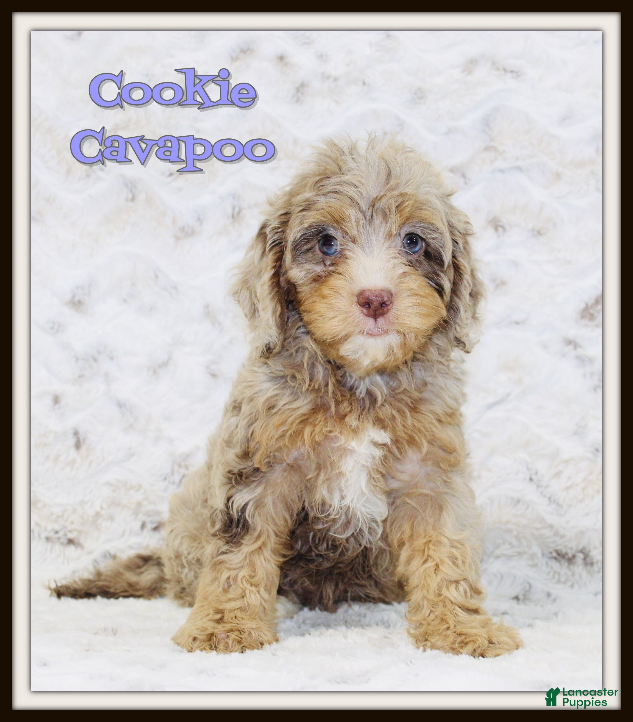 Cavapoo dogs for sale: Cookie - Ad 3
