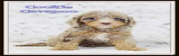 Cavapoo dogs for sale: Cookie - Ad 1