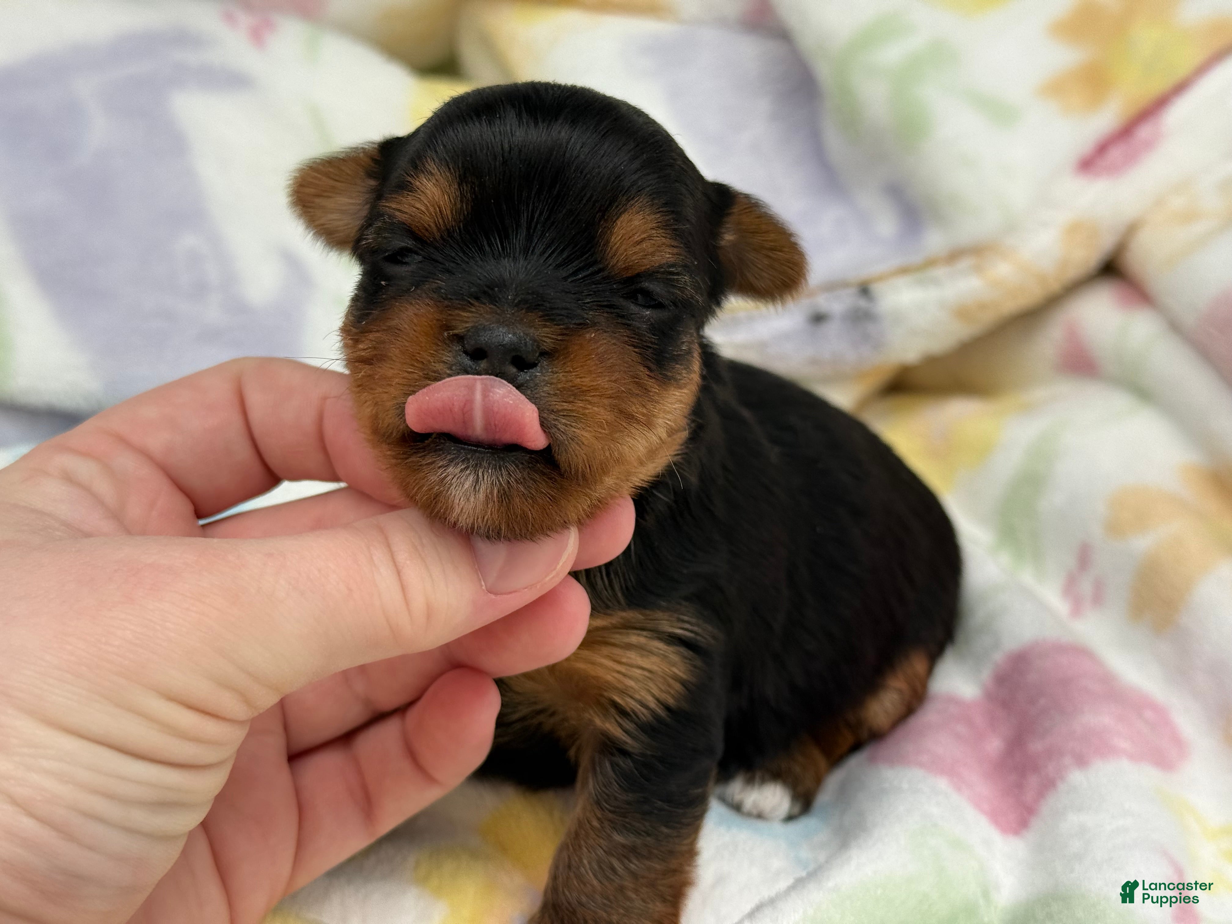 Yorkshire Terrier dogs Serena  - Ad 25