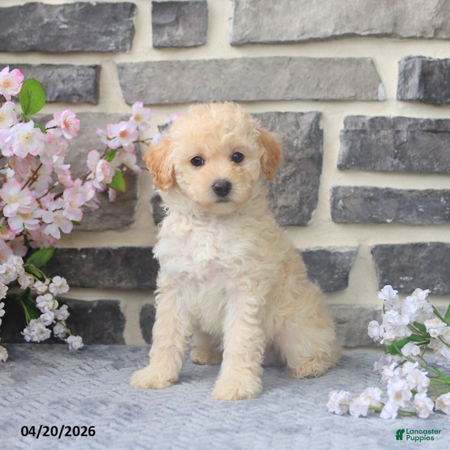 Miniature Poodle dogs Ellie - Ad 1