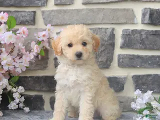 Miniature Poodle dogs for sale: Ellie - Ad 1