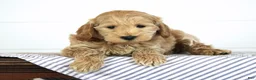 Mini Goldendoodle dogs for sale: Denver - Ad 4