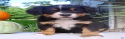 Bernese Mountain Dog dogs for sale: Lucy  - Ad 8