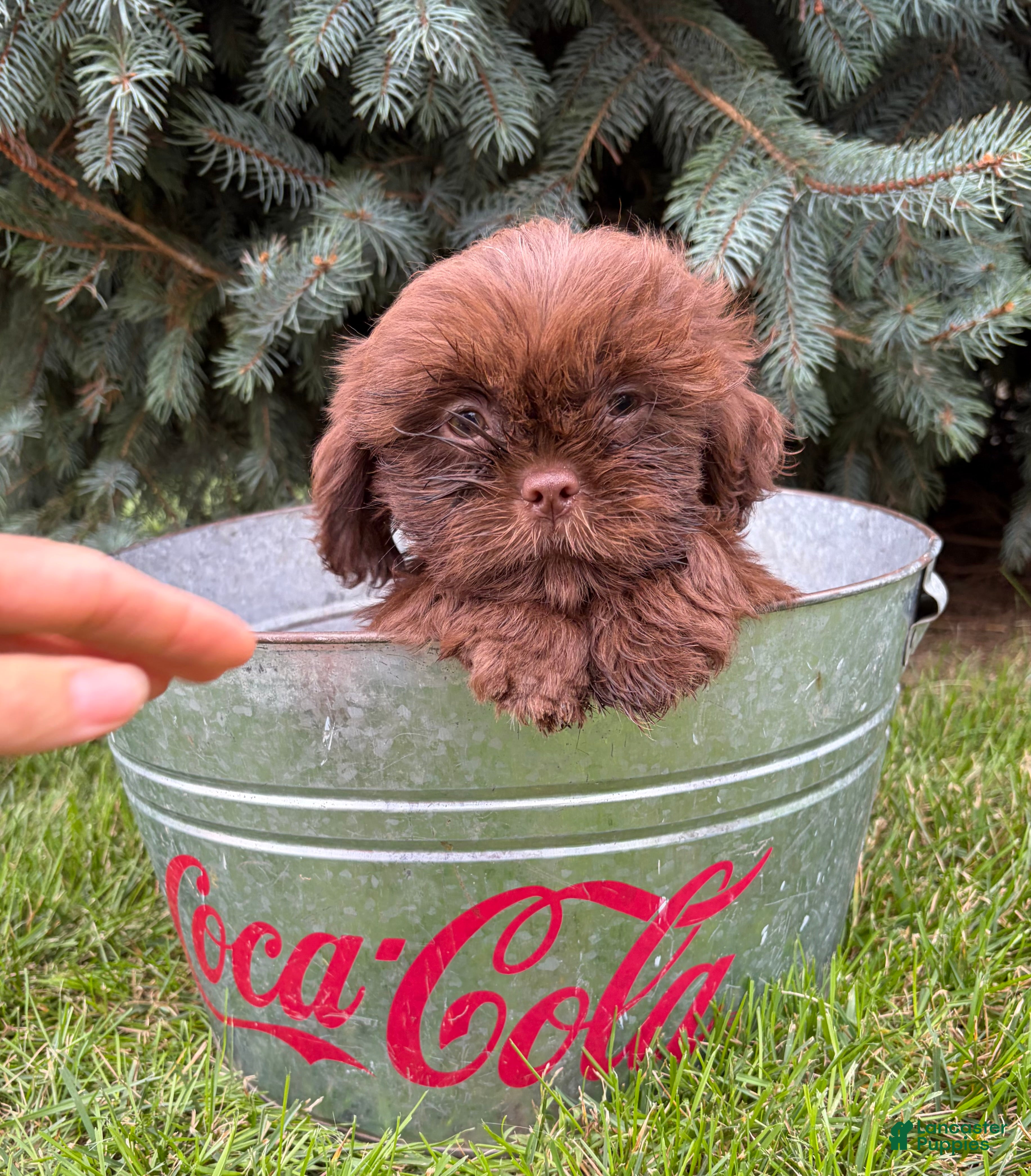 Shih Tzu dogs Luke - Ad 1