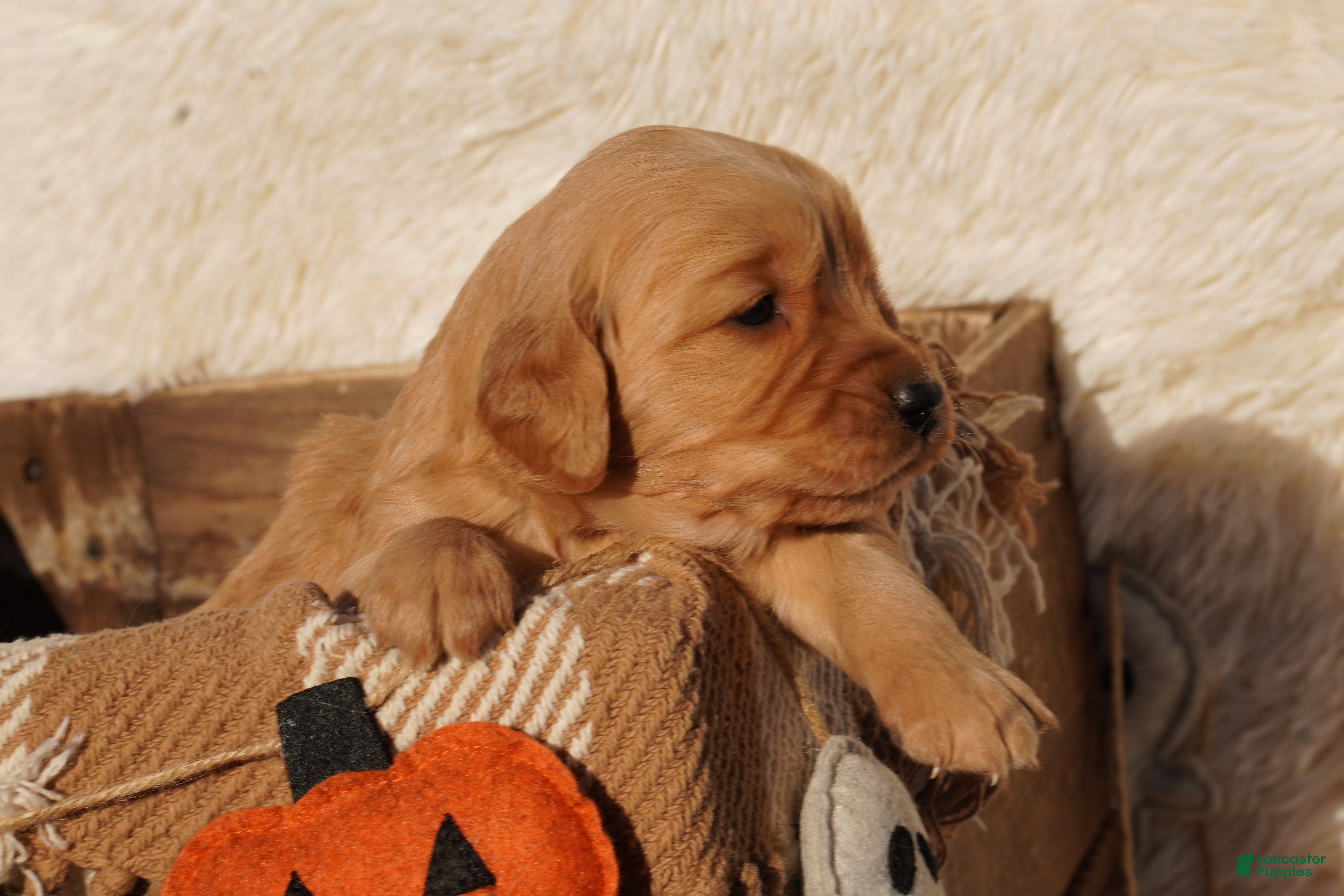 Golden Retriever dogs Liz - AKC, Genetically Clear - Ad 2