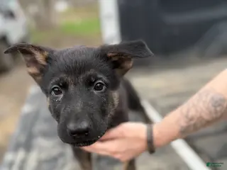 German Shepherd dogs Red collar boy - Ad 11