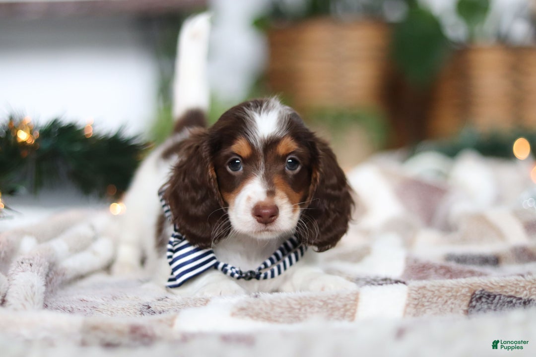 Miniature Dachshund dogs for sale: Charlie - Ad 9