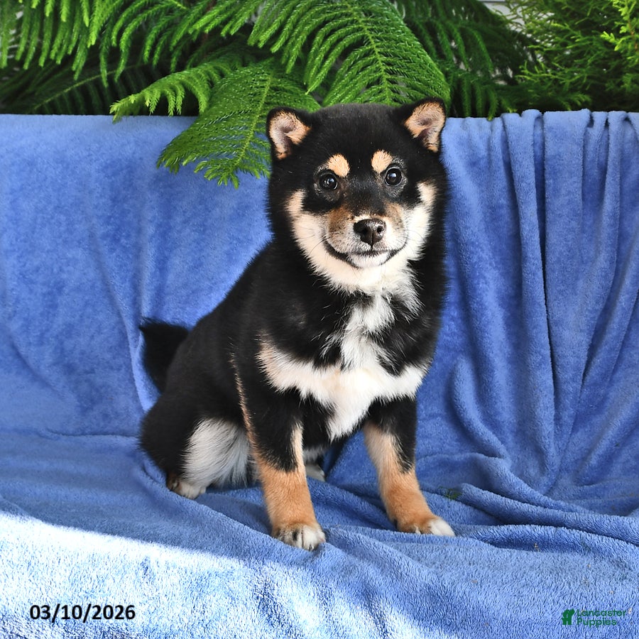 Shiba Inu dogs Pam - Ad 1