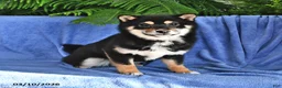 Shiba Inu dogs for sale: Pam - Ad 1
