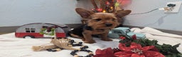 Yorkshire Terrier dogs for sale: Moose - Ad 7