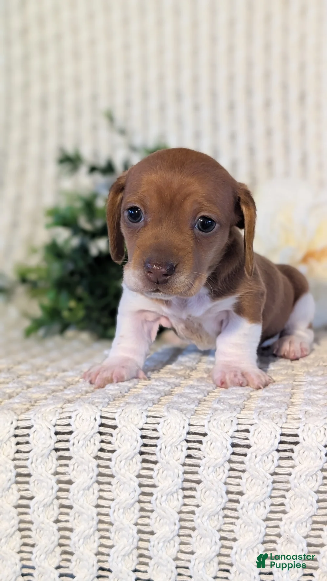 Miniature Dachshund dogs for sale: Zya - Ad 2