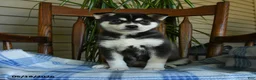 Alaskan Klee Kai dogs for sale: Duke - Ad 3