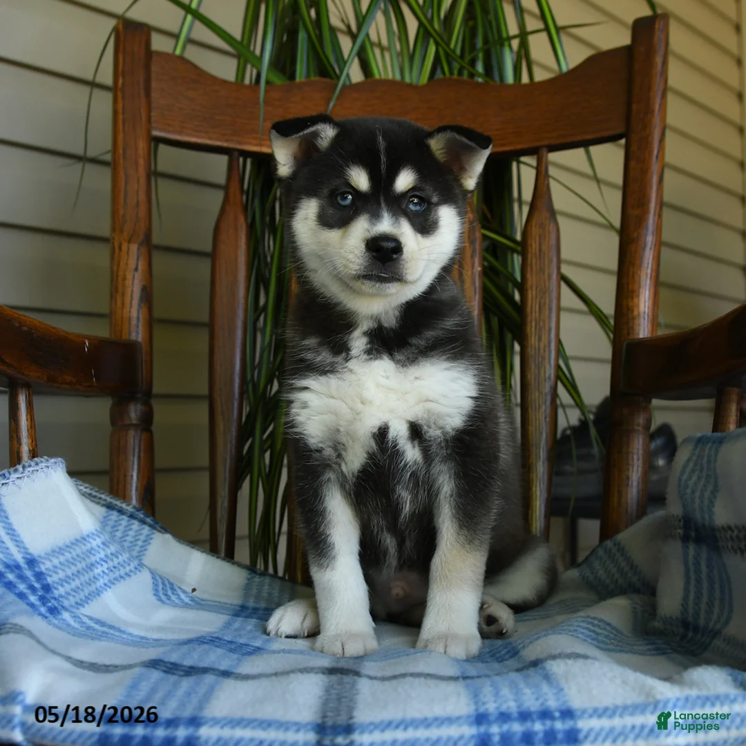Alaskan Klee Kai dogs for sale: Duke - Ad 3