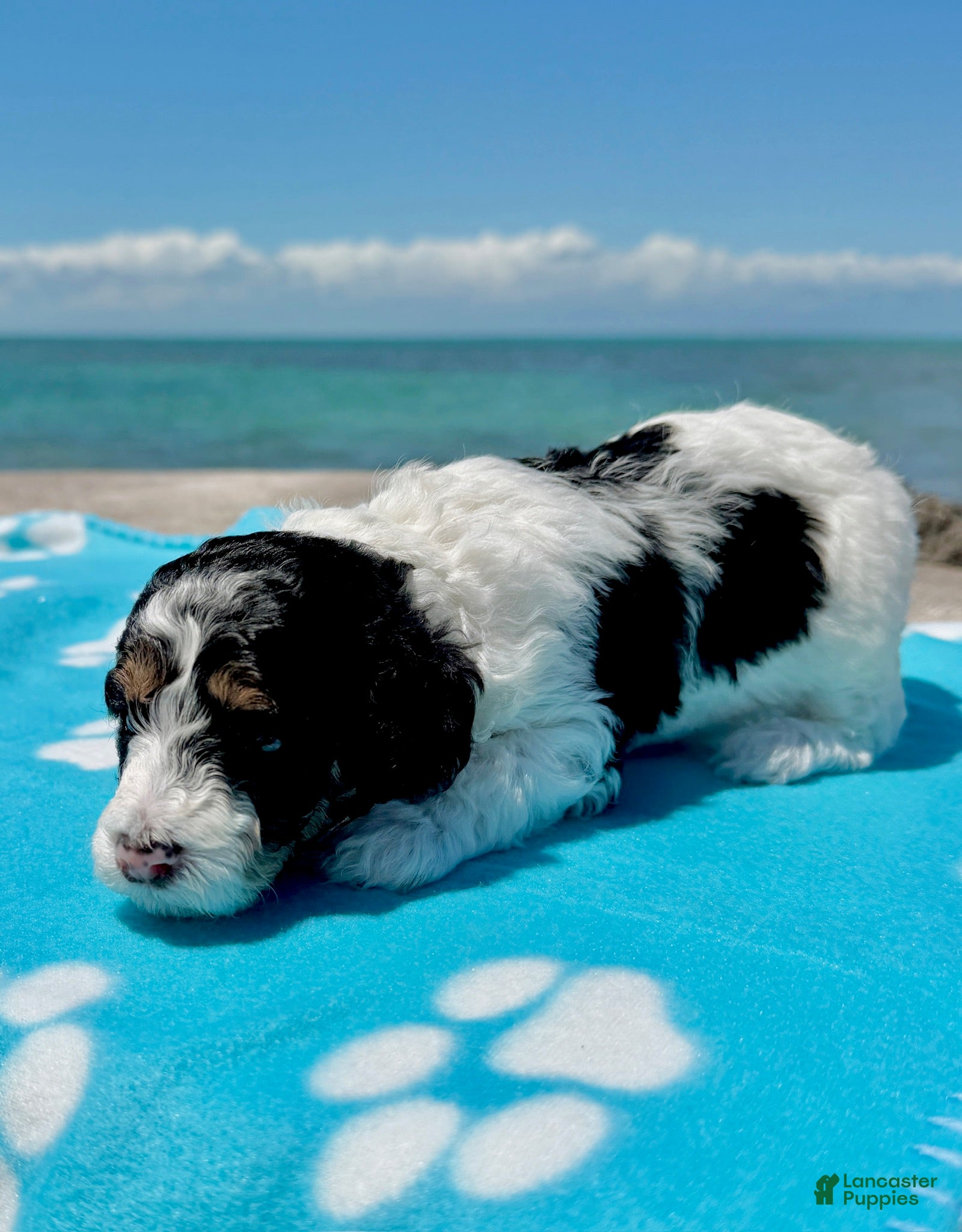 Miniature Poodle dogs Miniature Poodle Green - Ad 2