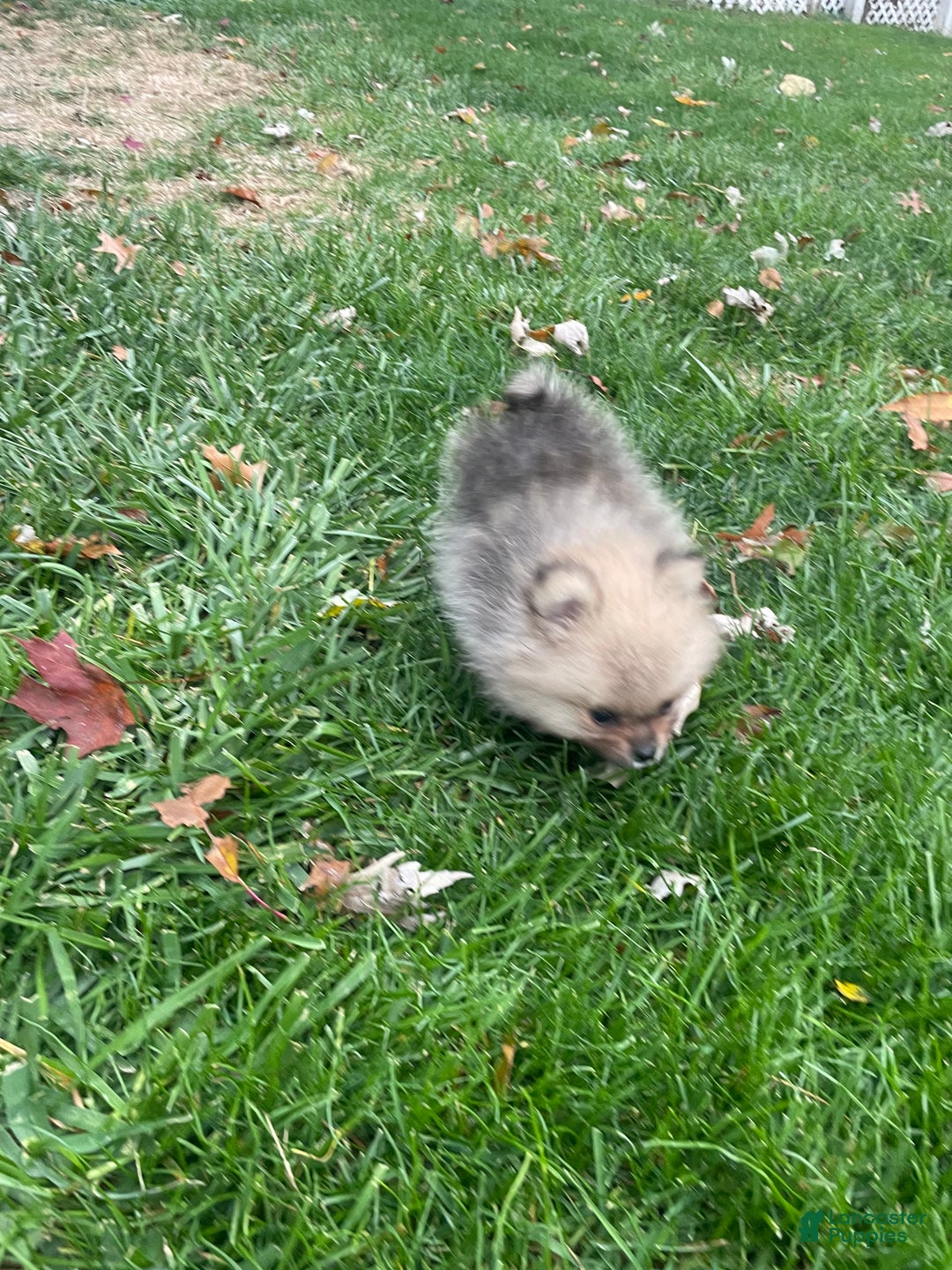 Pomeranian dogs for sale: Pomeranian Puppy 1 - Ad 4