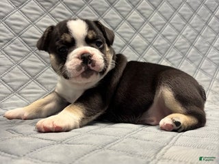 French Bulldog dogs - Ad 22