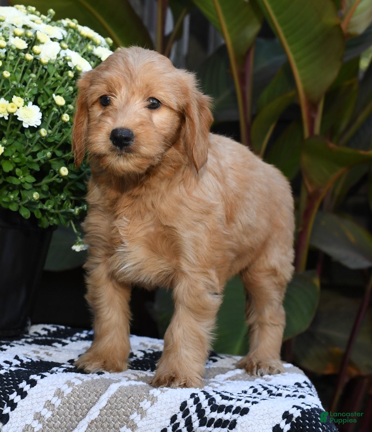 Cute English Cream Goldendoodles For Sale Female Dog Best Names