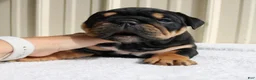English Bulldog dogs for sale: Buddy  - Ad 5