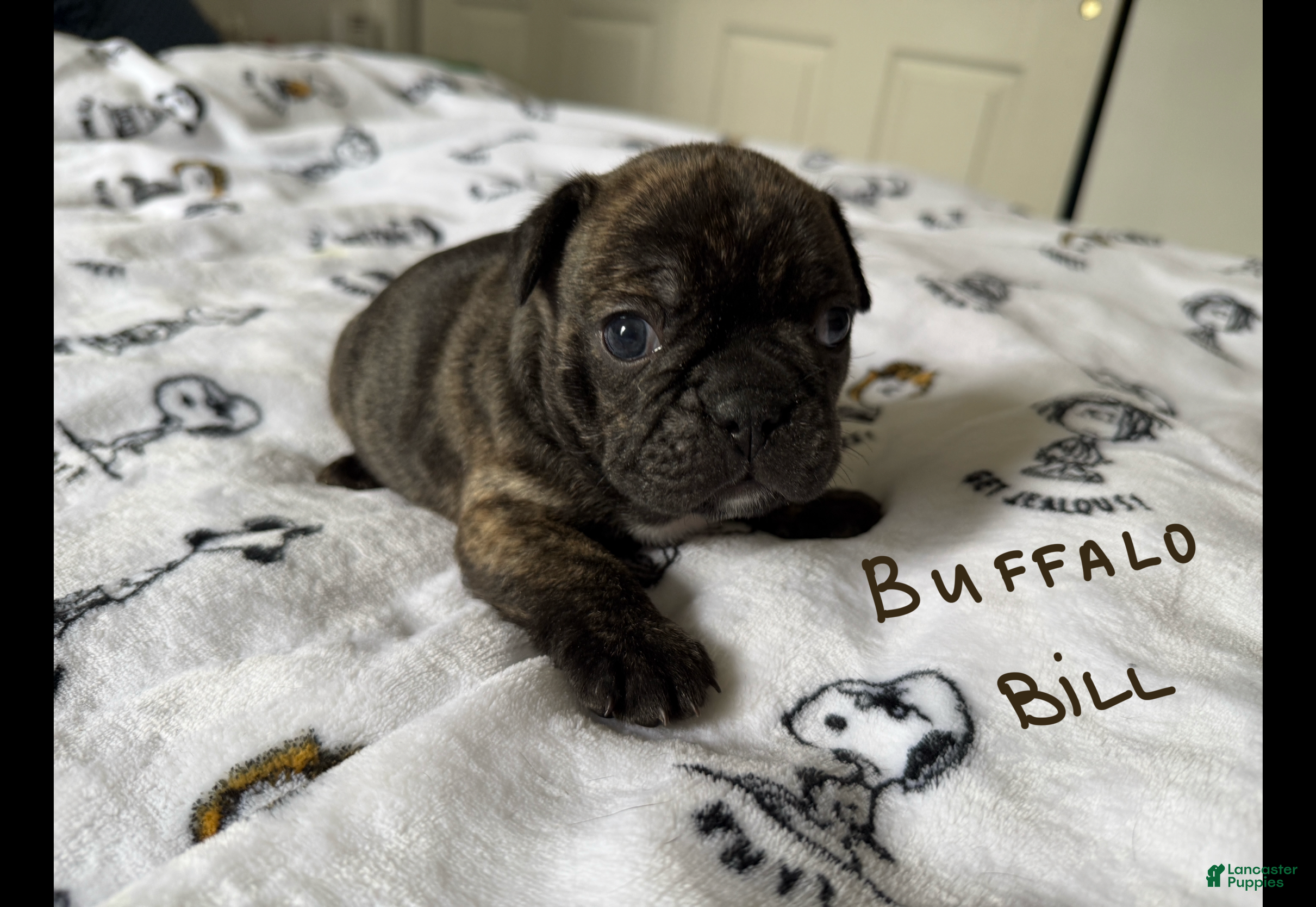 French Bulldog dogs Buffalo Bill - Ad 1