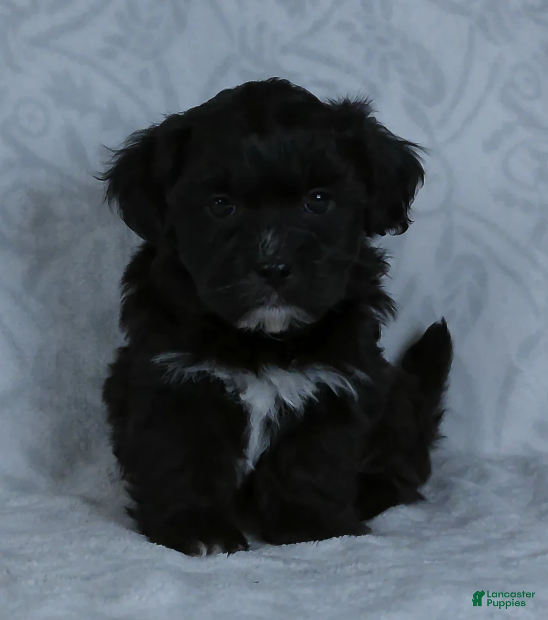 Teddy Bear dogs for sale: Oslo - Ad 1
