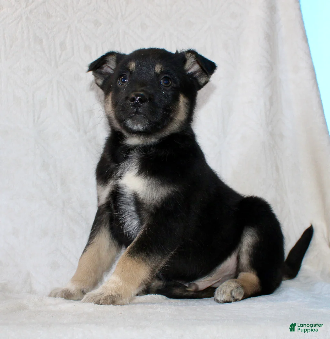 Mixed Breed dogs for sale: Sammy - Ad 3