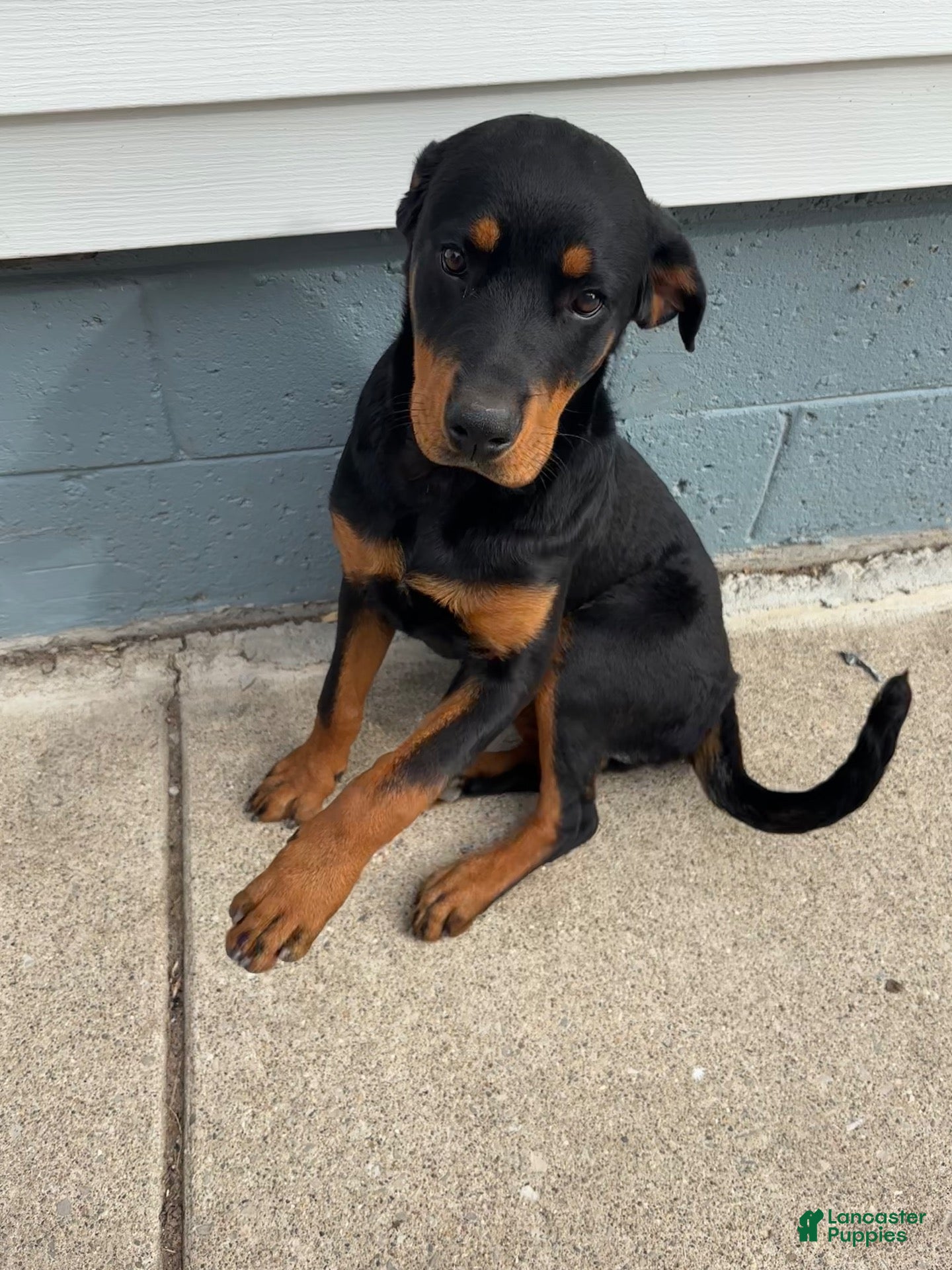 Rottweiler