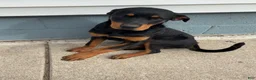 Rottweiler dogs for sale: Rottweiler 1 - Ad 1