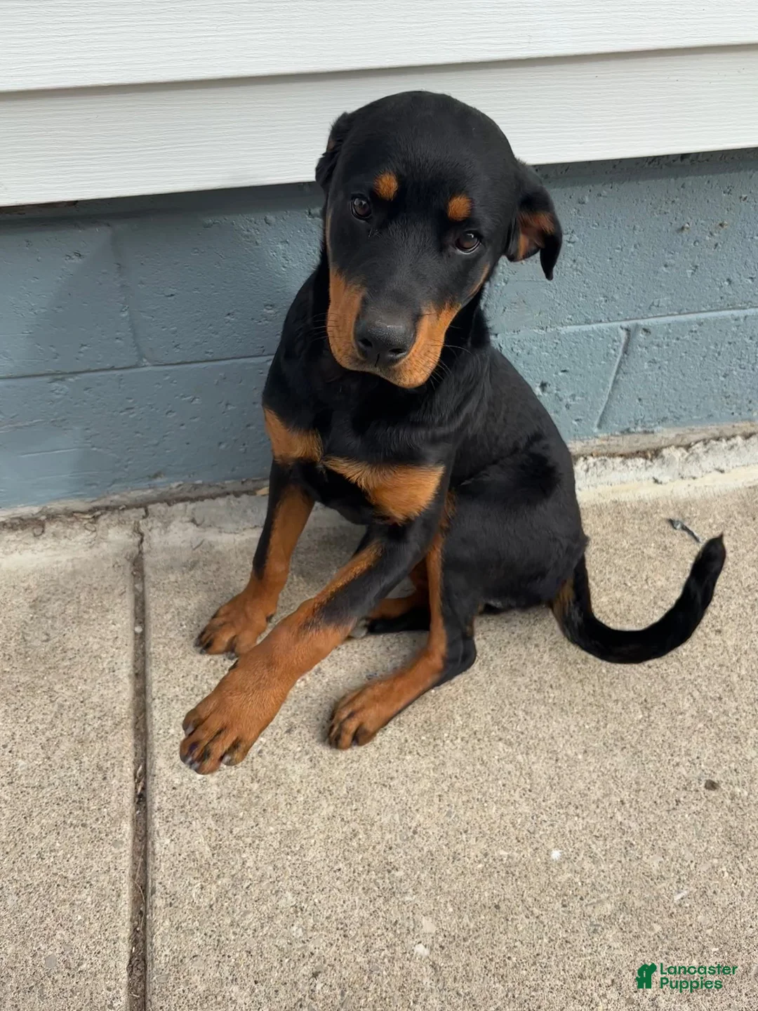 Rottweiler dogs for sale: Rottweiler 1 - Ad 1