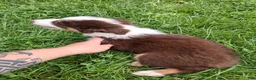 Australian Shepherd dogs for sale: Camo - Ad 6