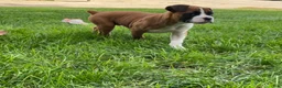 Boxer dogs for sale: Champ - Ad 3