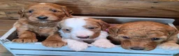 Mini Goldendoodle dogs for sale: Mini Goldendoodle 3 "Maple" pending  - Ad 16