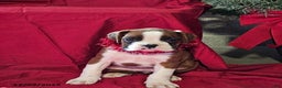 Boxer dogs for sale: Dancer - Ad 1