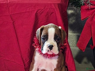 Boxer dogs Dancer - Ad 13