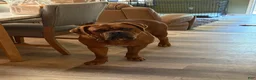 Dogue De Bordeaux dogs for sale: Dogue De Bordeaux Puppy 6 - Ad 7
