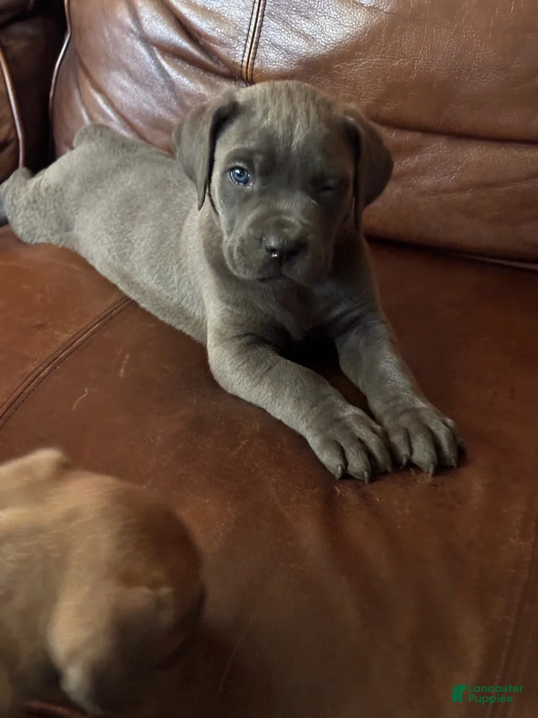 Cane Corso dogs for sale: Duke - Ad 2