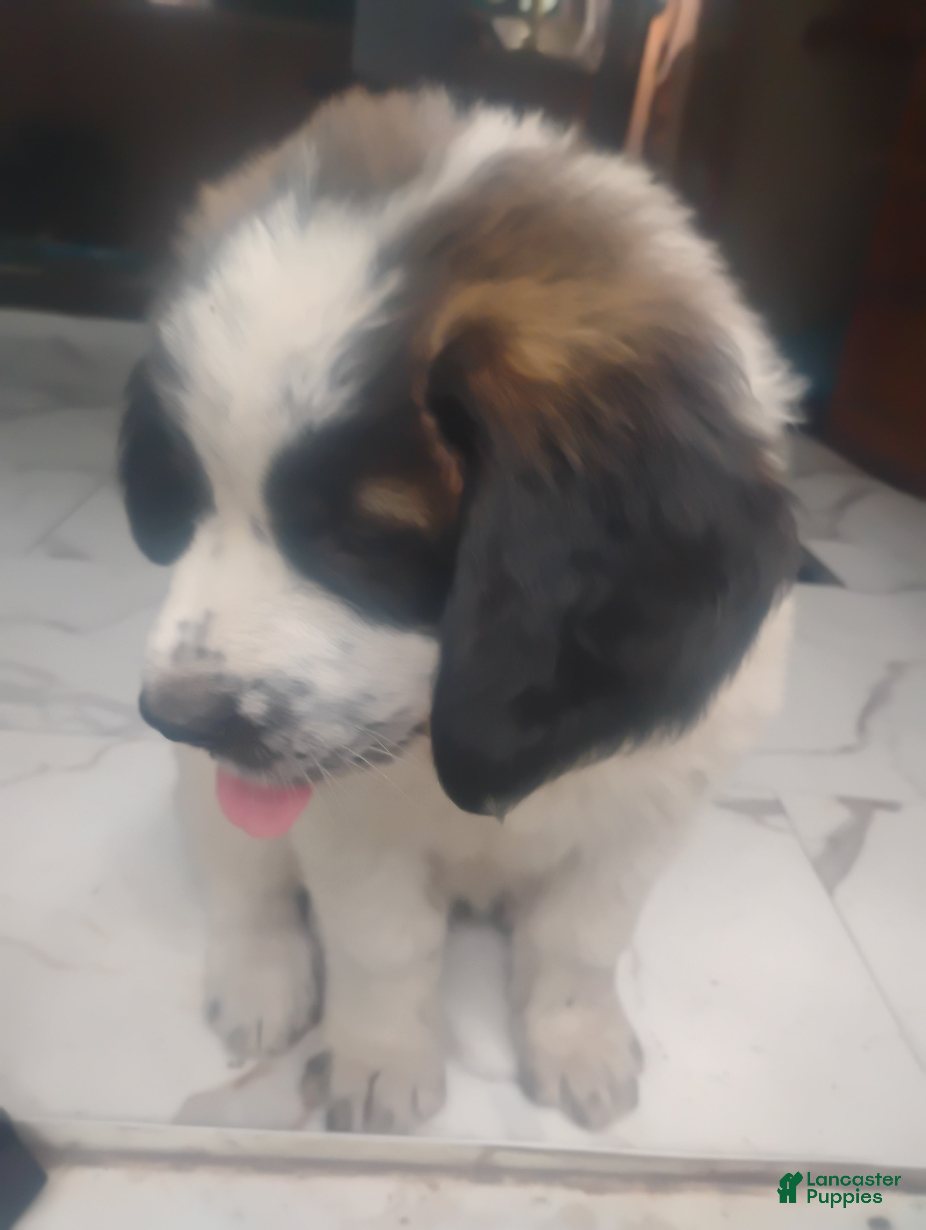 Saint Bernard dogs Saint Bernard Puppy 4 - Ad 2