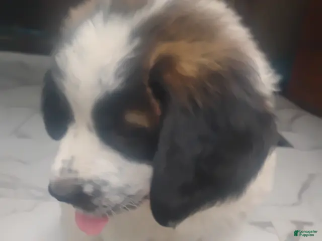 Saint Bernard dogs for sale: Saint Bernard Puppy 4 - Ad 2